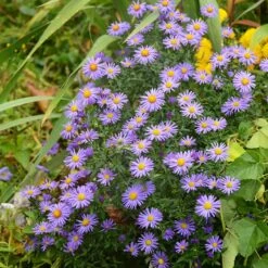 Native Dry Area Wildflower Seed Mix -Daily Garden Joy Shop hcg dry area mix aster
