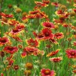 Native Dry Area Wildflower Seed Mix -Daily Garden Joy Shop hcg dry area mix blanketflower