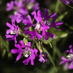 Native Dry Area Wildflower Seed Mix -Daily Garden Joy Shop hcg dry area mix deer horn clarkia