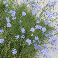 Native Dry Area Wildflower Seed Mix -Daily Garden Joy Shop hcg dry area mix flax