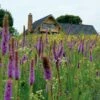 High Country Meadow Native Wildflower Seed Mix -Daily Garden Joy Shop hcg meadow native mix 2