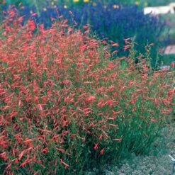 Pineleaf Penstemon -Daily Garden Joy Shop hcg penstemon pinifolius pineleaf beardtongue 75760