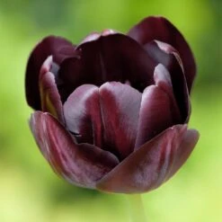 Queen Of The Night Single Late Tulip -Daily Garden Joy Shop hcg single late tulip queen of the night