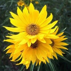 Santa Fe Maximilian's Sunflower (Helianthus) -Daily Garden Joy Shop hcgsp15jackganse 23526409 helian