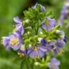 Heavenly Habit Jacob's Ladder -Daily Garden Joy Shop heavenly habit jacob s ladder close up flower