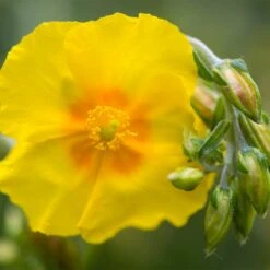 Ben Fhada Rock Rose (Helianthemum) -Daily Garden Joy Shop helianthemum ben fhada blooms buds