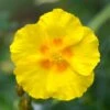 Ben Fhada Rock Rose (Helianthemum) -Daily Garden Joy Shop helianthemum ben fhada yellow