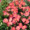 Ben Ledi Rock Rose (Helianthemum) -Daily Garden Joy Shop helianthemum bed ledi cropped 2