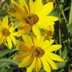 Dakota Sunshine Maximilian's Sunflower (Helianthus) -Daily Garden Joy Shop helianthus max dakota sunshine close up