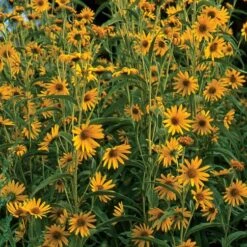 Dakota Sunshine Maximilian's Sunflower (Helianthus) -Daily Garden Joy Shop helianthus maximiliana dakota sunshine 55955 2