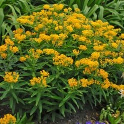 Hello Yellow Butterfly Weed -Daily Garden Joy Shop hello yellow butterfly weed