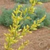 Yellow Flowering Texas Yucca (Hesperaloe) -Daily Garden Joy Shop hesperaloe parviflora yellow close up of flower