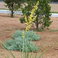 Yellow Flowering Texas Yucca (Hesperaloe) -Daily Garden Joy Shop hesperaloe parviflora yellow flower