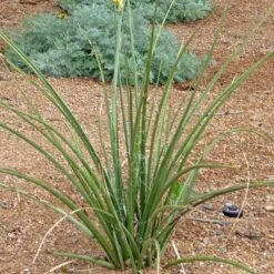 Yellow Flowering Texas Yucca (Hesperaloe) -Daily Garden Joy Shop hesperaloe parviflora yellow plant