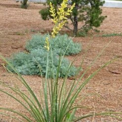 Yellow Flowering Texas Yucca (Hesperaloe) -Daily Garden Joy Shop hesperaloe parviflora yellow plant and flower
