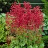 Firefly Coral Bells -Daily Garden Joy Shop heuchera firefly coral bells 1
