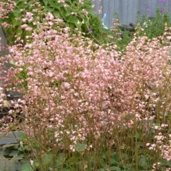 Weston Pink Coral Bells 7 Weston Pink Coral Bells -Daily Garden Joy Shop heuchera weston pink coral bells