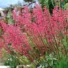 Dwarf Coral Bells -Daily Garden Joy Shop heuchera sanguinea pulchra dwarf coral bells cropped