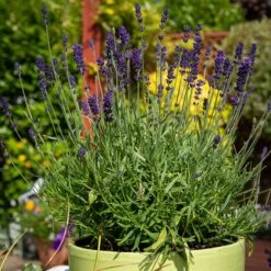 Hidcote Superior English Lavender -Daily Garden Joy Shop hidcote superior english lavender pot