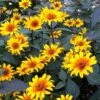 Burning Hearts Heliopsis -Daily Garden Joy Shop high country gardens heliopsis helianthoides burning hearts 2