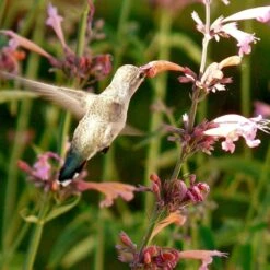 Agastache Rupestris -Daily Garden Joy Shop hummingbird agastache rupestris robert latham ca 2 1 4