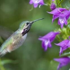 Pike's Peak Purple® Penstemon -Daily Garden Joy Shop hummingbird penstemon pikes peak 75797p