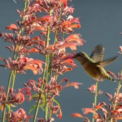 Agastache Rupestris -Daily Garden Joy Shop hummingbirdandagastache rupestris