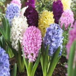 Easter Joy Hyacinth Mix