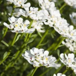 Purity Dwarf Candytuft (Iberis) -Daily Garden Joy Shop iberis sempervirens purity dwarf candytuft 59555 1 1