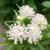 Ice Ballet Swamp Milkweed 2 Ice Ballet Swamp Milkweed -Daily Garden Joy Shop ice ballet 1