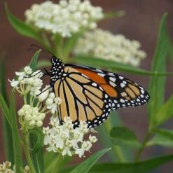 Ice Ballet Swamp Milkweed -Daily Garden Joy Shop ice ballet 2