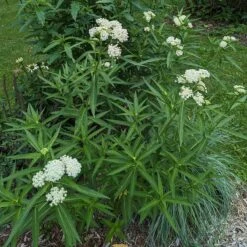 Ice Ballet Swamp Milkweed -Daily Garden Joy Shop ice ballet 4