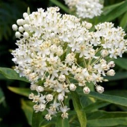 Ice Ballet Swamp Milkweed -Daily Garden Joy Shop ice ballet milkweed asclepias in