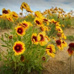 Dry Area Wildflower Seed Mix 11 Dry Area Wildflower Seed Mix -Daily Garden Joy Shop indian blanket flower