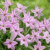 Charlotte Bishop Spring Starflower 1 Charlotte Bishop Spring Starflower -Daily Garden Joy Shop ipheioncharlottebishop