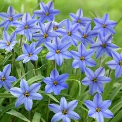 Jessie Spring Starflower -Daily Garden Joy Shop ipheionjessie