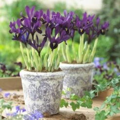 George Specie Iris (Mini Iris) 8 George Specie Iris (Mini Iris) -Daily Garden Joy Shop iris histroides george in containers