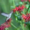 Jacob Cline Bee Balm -Daily Garden Joy Shop jacob kline monardaand annas hummingbird pam koch az 3