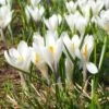 Joan Of Arc Dutch Crocus 2 Joan Of Arc Dutch Crocus -Daily Garden Joy Shop joan of arc crocus white 1103171546 cropped