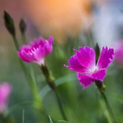 Kahori Pink® Dianthus -Daily Garden Joy Shop kahori pink dianthus bloom