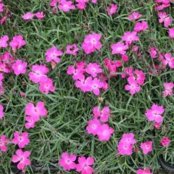 Kahori Pink® Dianthus -Daily Garden Joy Shop kahori pink dianthus garden