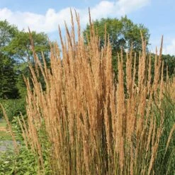 Karl Foerster Feather Reed Grass -Daily Garden Joy Shop karl feorster feather reed grass 2