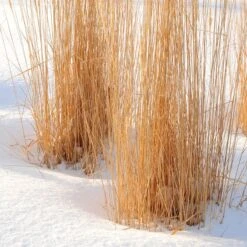 Karl Foerster Feather Reed Grass -Daily Garden Joy Shop karl foerster feather reed grass winter