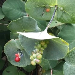 Kintzley's Ghost® Honeysuckle Vine -Daily Garden Joy Shop kintzkeys ghost honeysucke 2