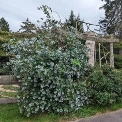 Kintzley's Ghost® Honeysuckle Vine -Daily Garden Joy Shop kintzkeys ghost honeysucke 3