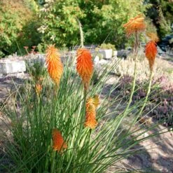 Dwarf Red Hot Poker -Daily Garden Joy Shop kniphofia trangularis mike daavy
