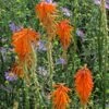 Dwarf Red Hot Poker -Daily Garden Joy Shop kniphofia triangularis biennial aster