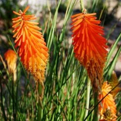 Dwarf Red Hot Poker -Daily Garden Joy Shop kniphofia triangularis mike davvy