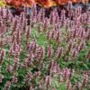 Kudos™ Silver Blue Agastache -Daily Garden Joy Shop kudos silver blue agastache 1