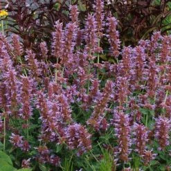 Kudos™ Silver Blue Agastache -Daily Garden Joy Shop kudos silver blue agastache 3